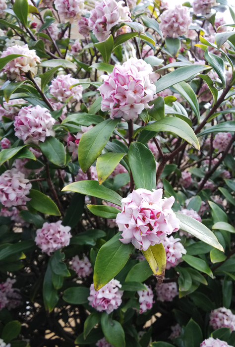 沈丁花の花