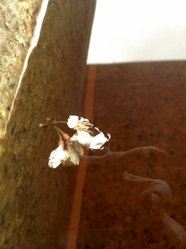 温泉に浮かぶ桜の花